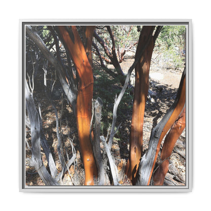 Eucalyptus Grove - Unique Stretched Canvas Wall Art