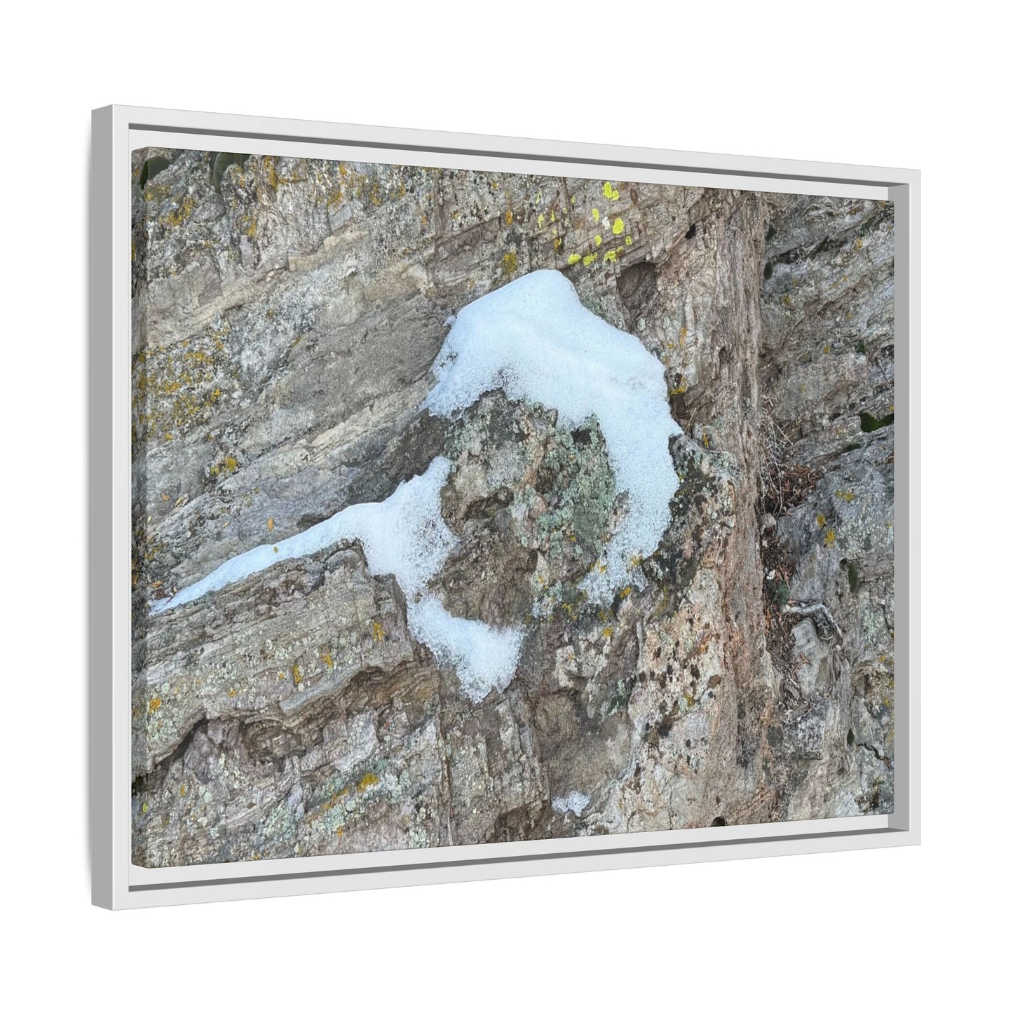 Lichen's Embrace - Unique Stretched Canvas Wall Art