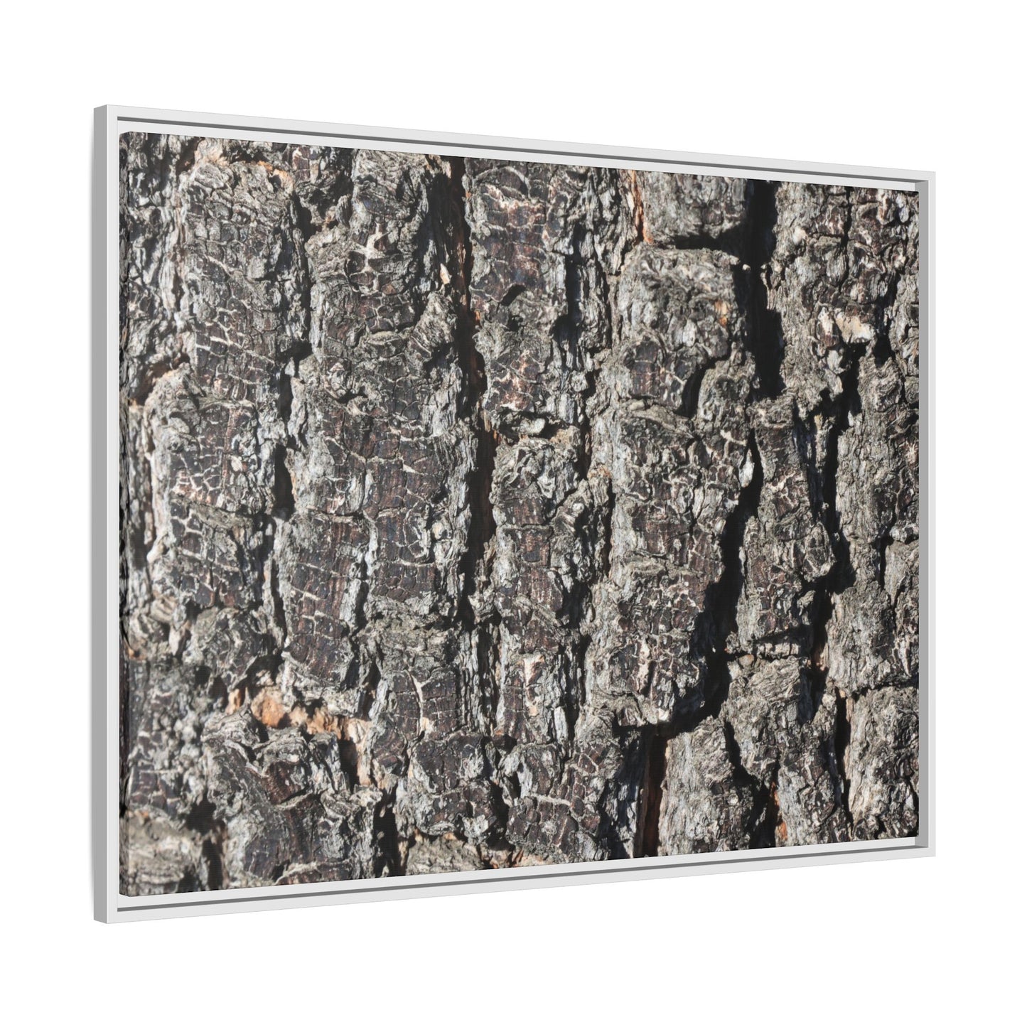 Bark Study in Gray - Unique Stretched Canvas Wall Art - Art By Earth
