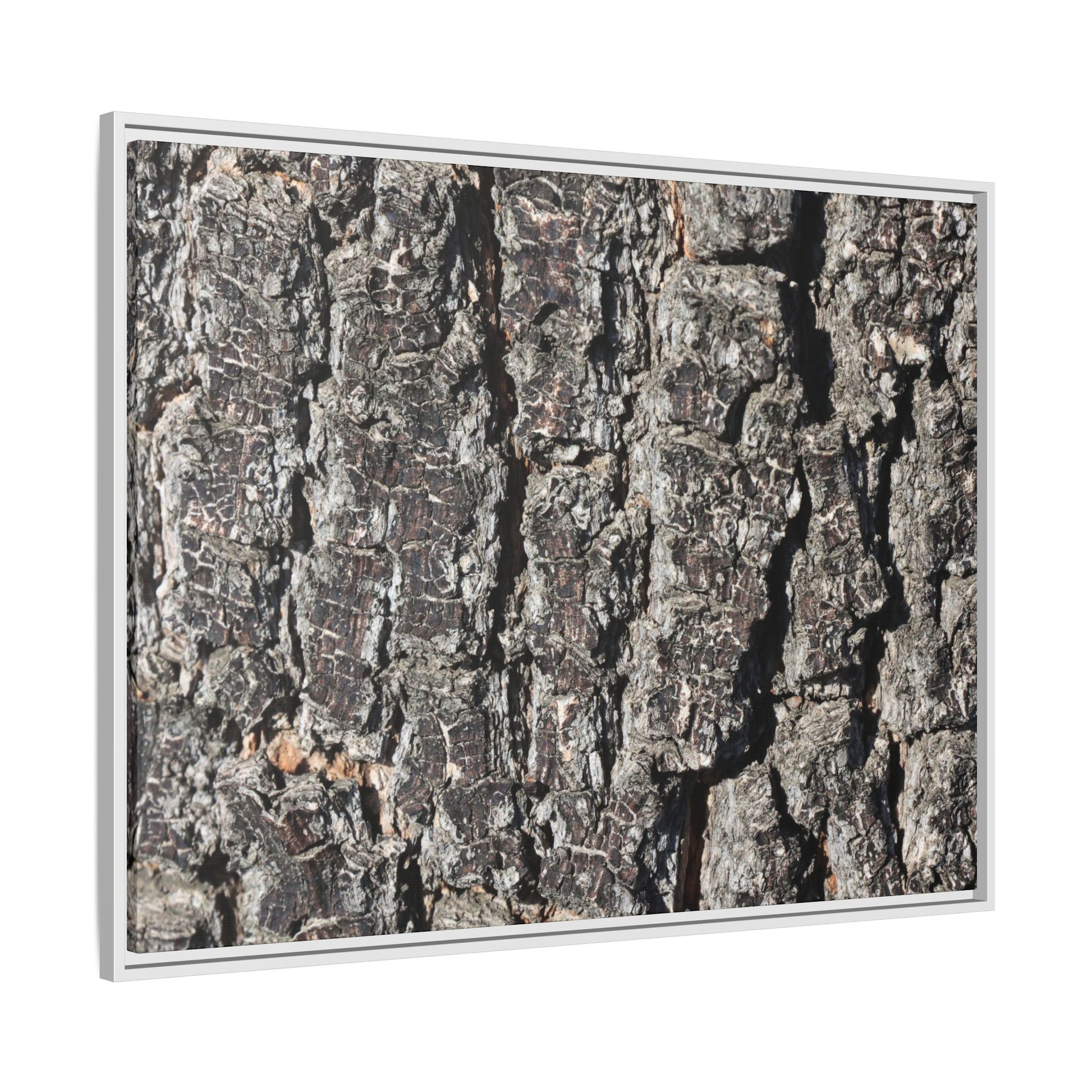 Bark Study in Gray - Unique Stretched Canvas Wall Art - Art By Earth
