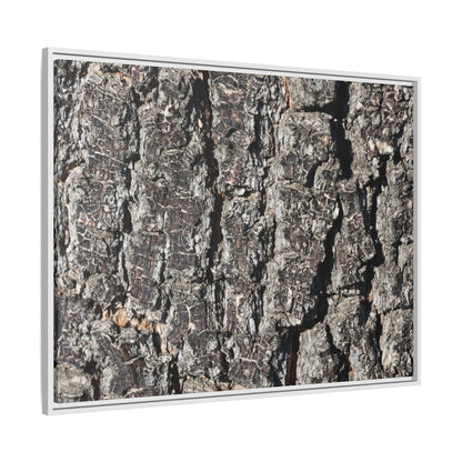 Bark Study in Gray - Unique Stretched Canvas Wall Art - Art By Earth