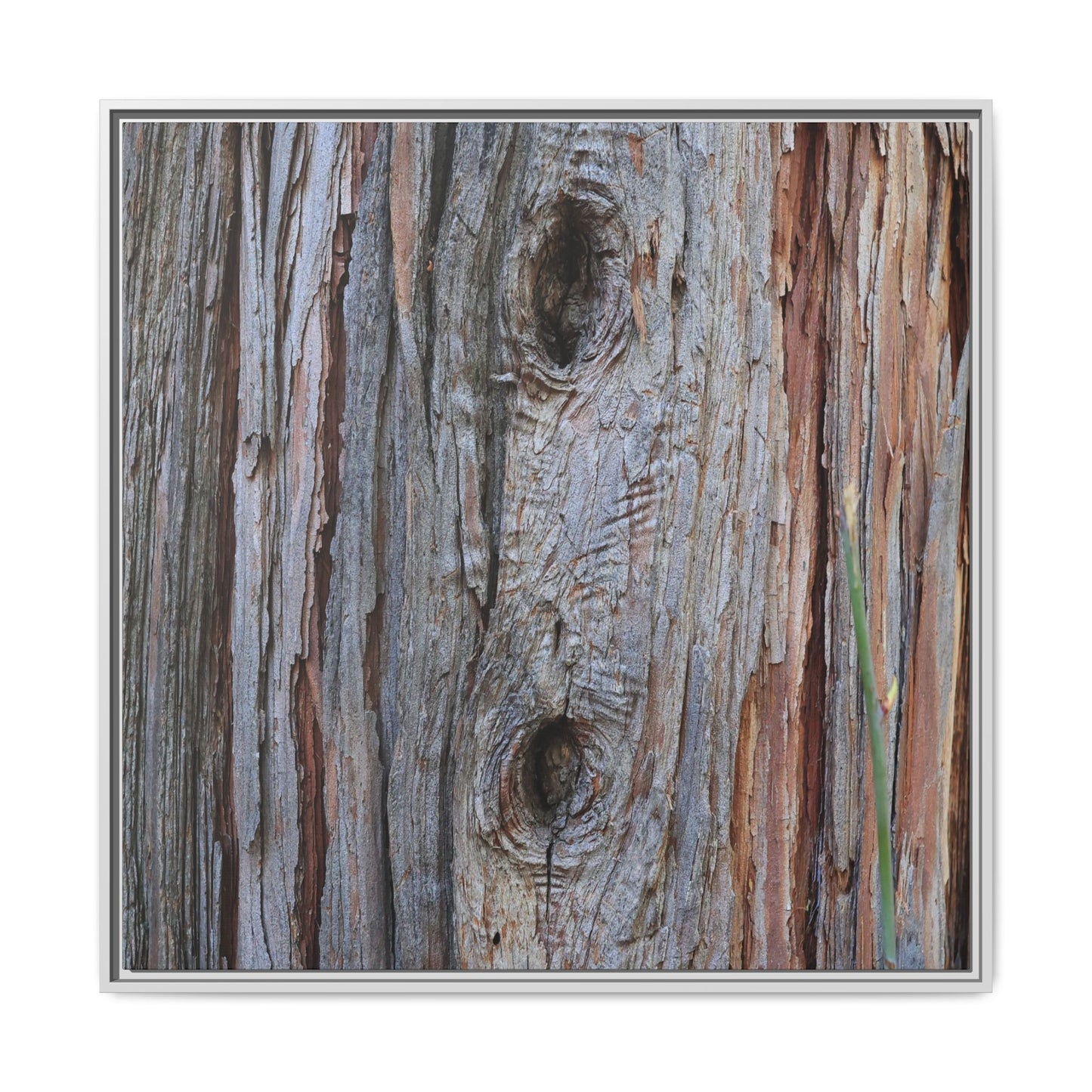 Knotty Nature - Unique Stretched Canvas Wall Art - Art By Earth