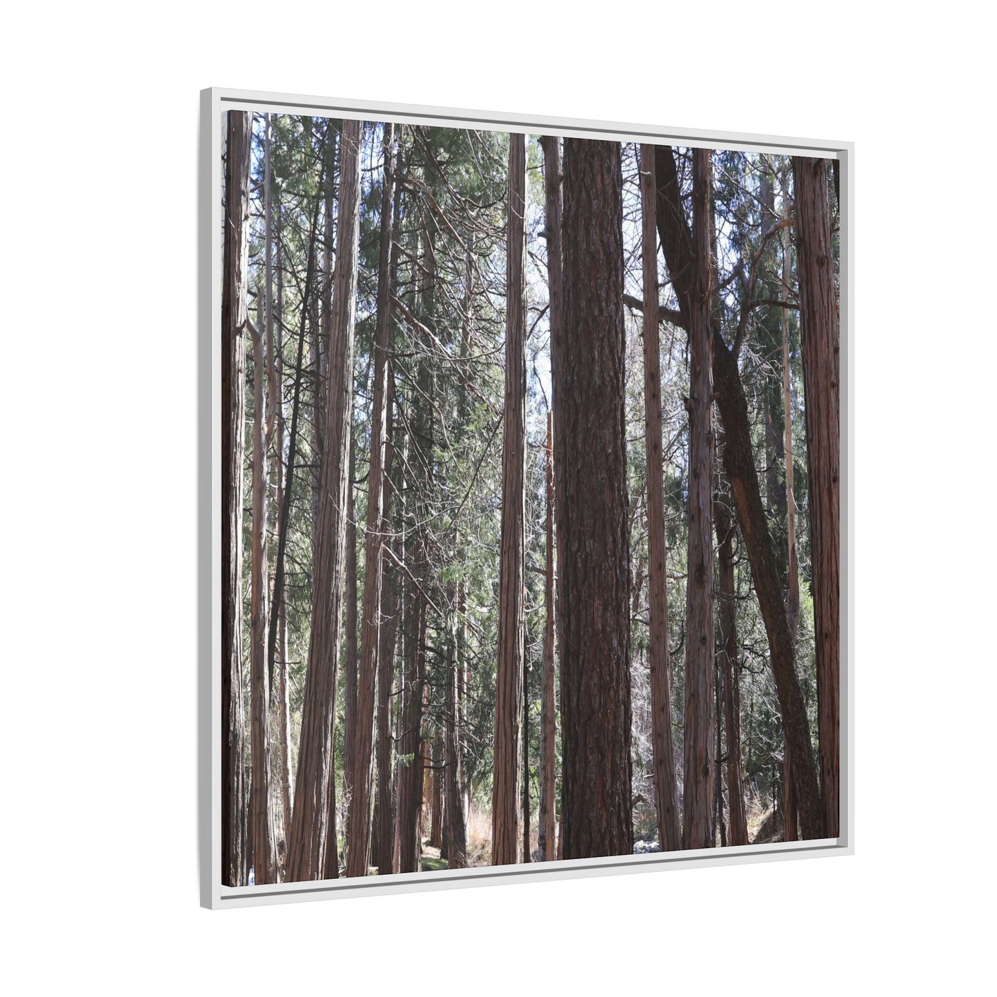 Forest Cathedral - Unique Stretched Canvas Wall Art - Art By Earth