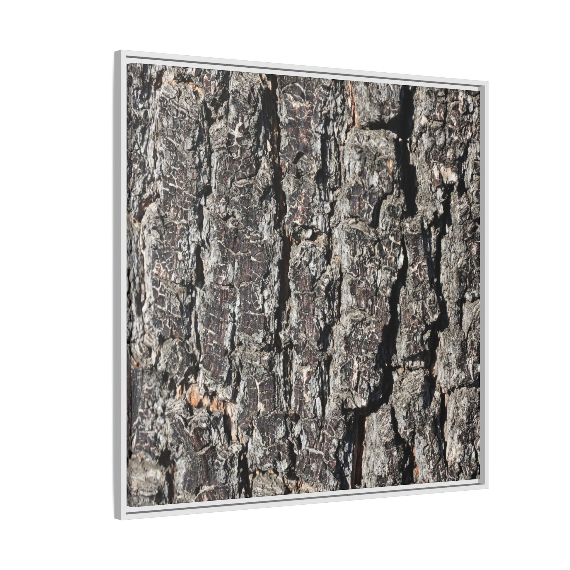 Bark Study in Gray - Unique Stretched Canvas Wall Art - Art By Earth
