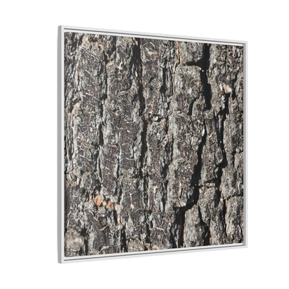 Bark Study in Gray - Unique Stretched Canvas Wall Art - Art By Earth