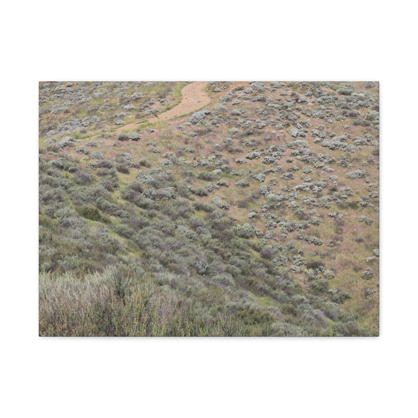 Desert Path Through Sagebrush - Unique Frameless Canvas Wall Art - Art By Earth