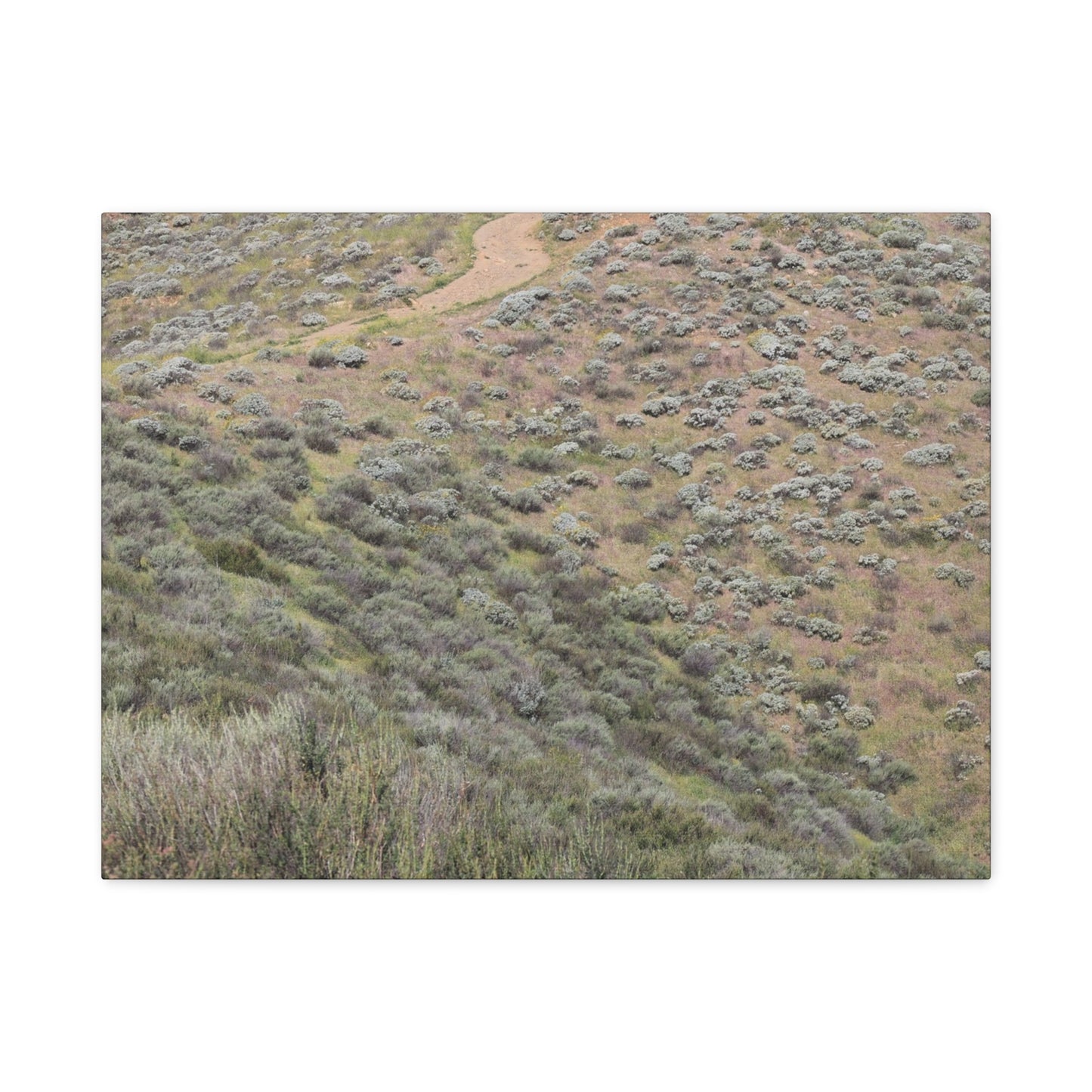 Desert Path Through Sagebrush - Unique Frameless Canvas Wall Art - Art By Earth