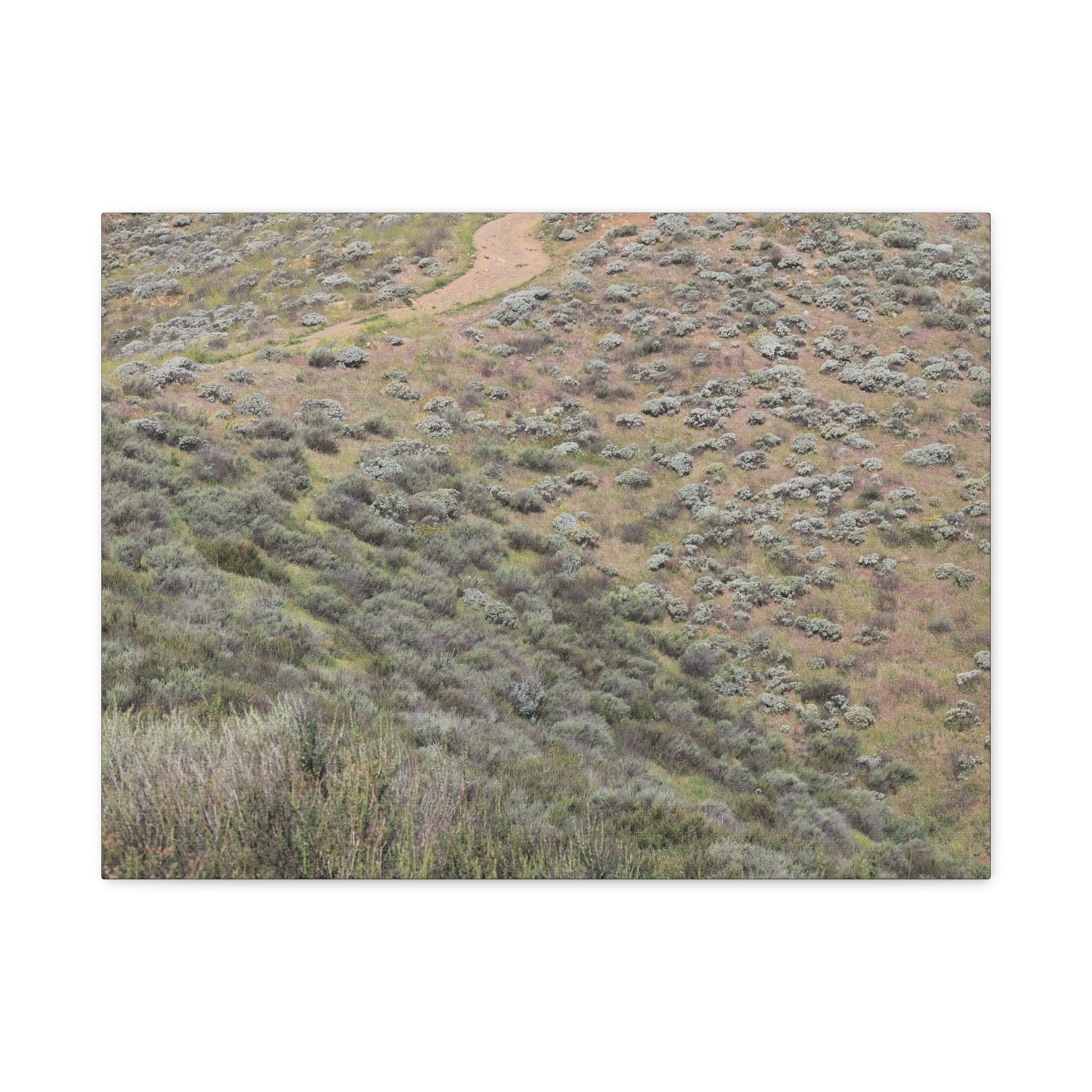Desert Path Through Sagebrush - Unique Frameless Canvas Wall Art - Art By Earth
