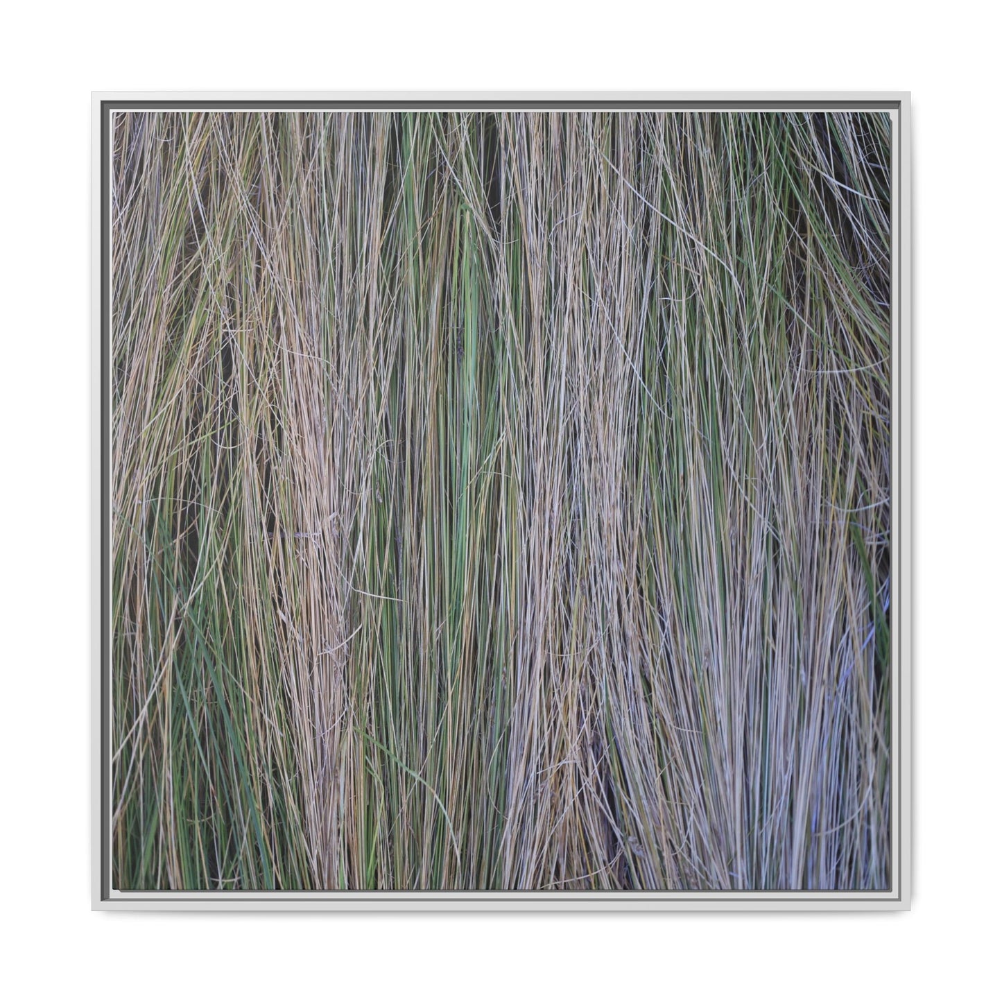Whispers of Silver Grass - Unique Stretched Canvas Wall Art - Art By Earth