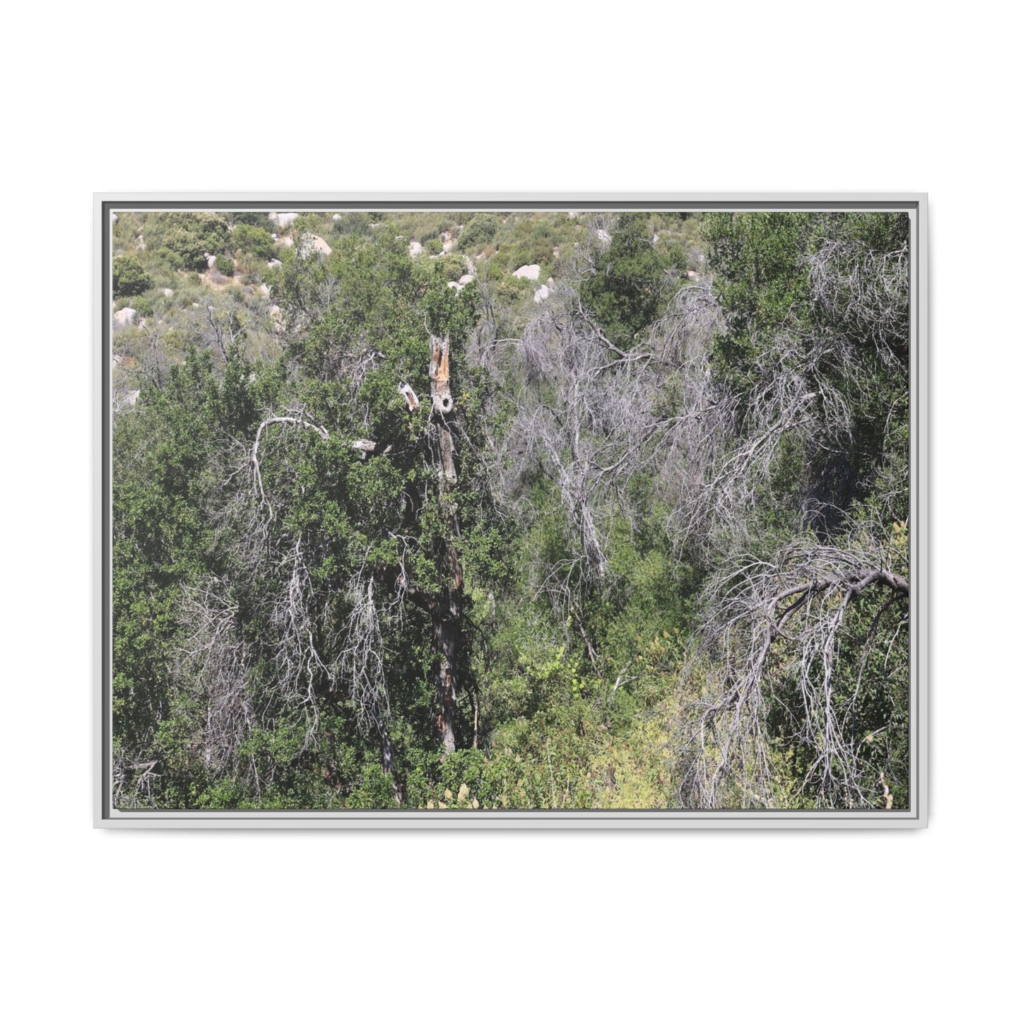 Forest Decline - Unique Stretched Canvas Wall Art