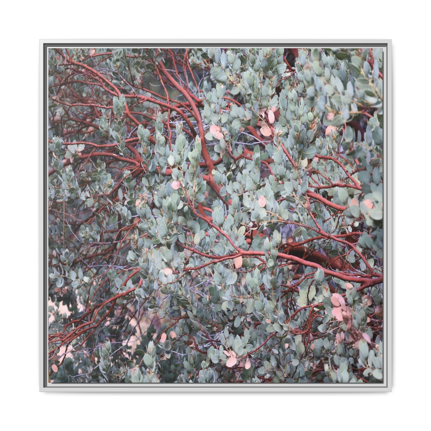 Whispers of Sage - Unique Stretched Canvas Wall Art - Art By Earth