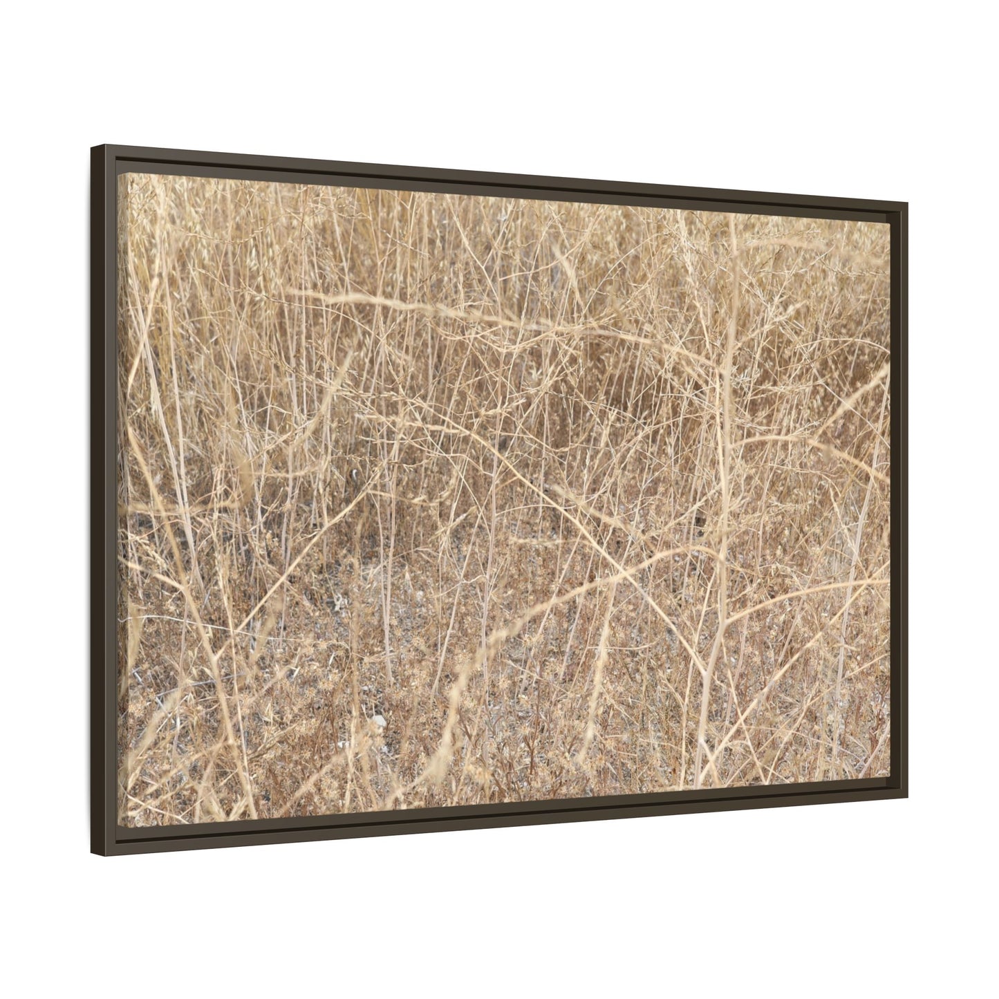 Golden Stalks - Unique Stretched Canvas Wall Art - Art By Earth