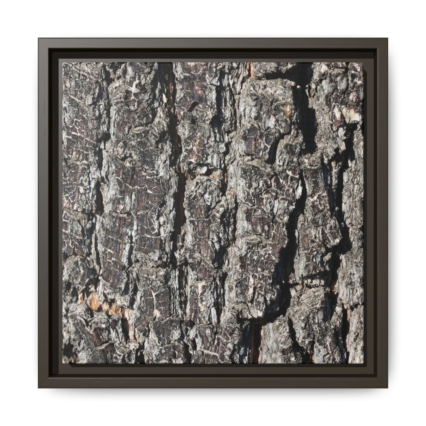 Bark Study in Gray - Unique Stretched Canvas Wall Art - Art By Earth