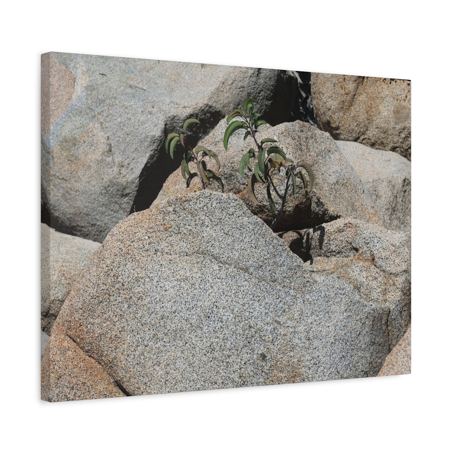 Desert Plant Survives - Unique Frameless Canvas Wall Art