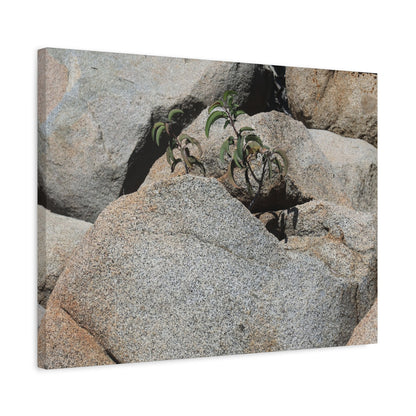 Desert Plant Survives - Unique Frameless Canvas Wall Art