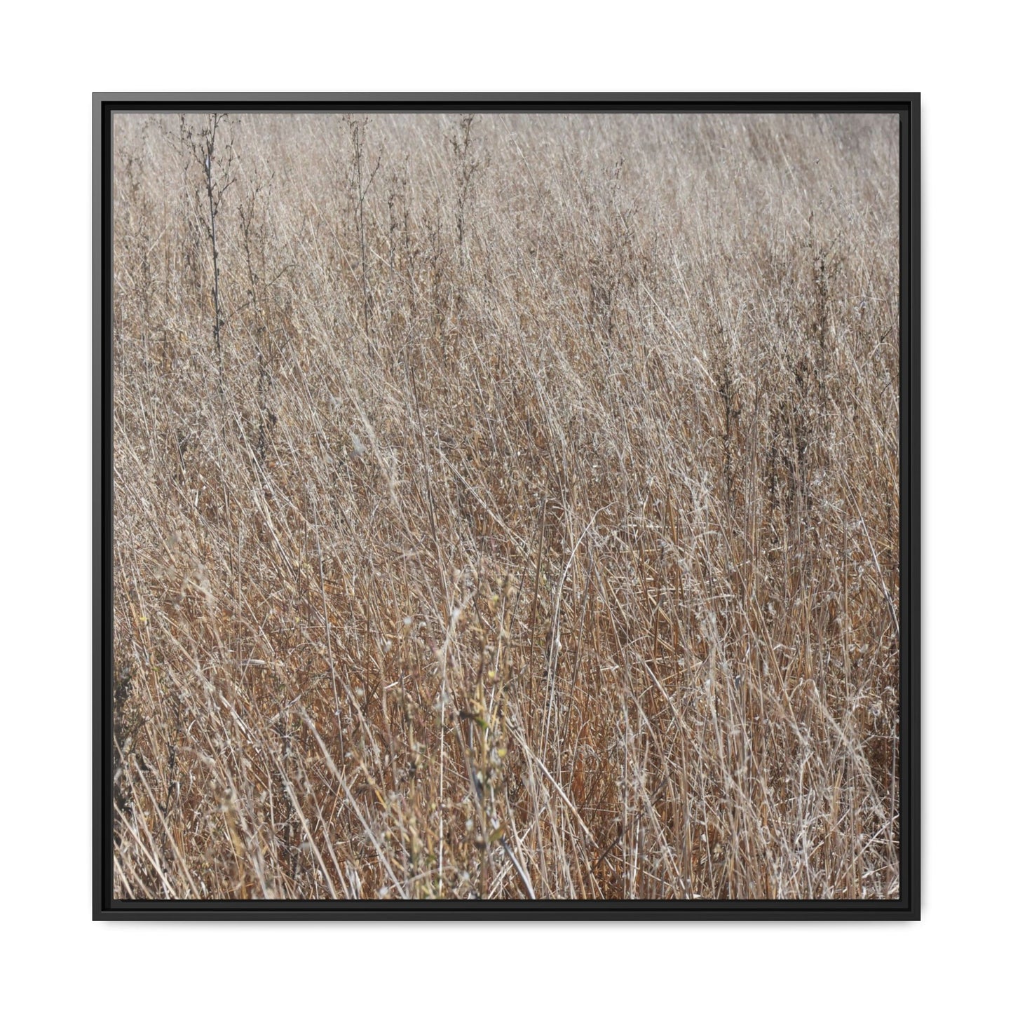 Dry Grass Symphony - Unique Stretched Canvas Wall Art - Art By Earth