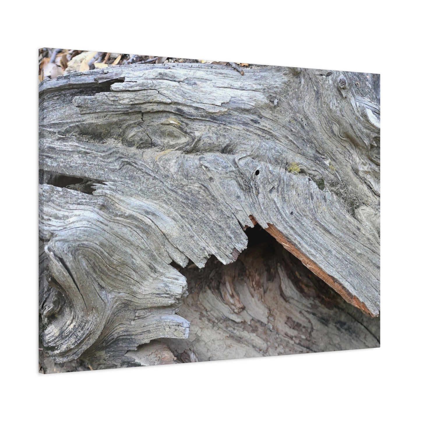 Whispers of Ancient Wood - Unique Frameless Canvas Wall Art - Art By Earth