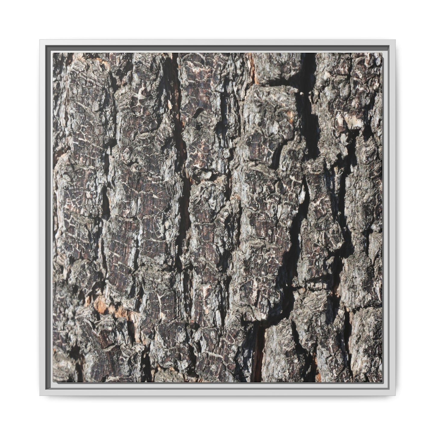 Bark Study in Gray - Unique Stretched Canvas Wall Art - Art By Earth
