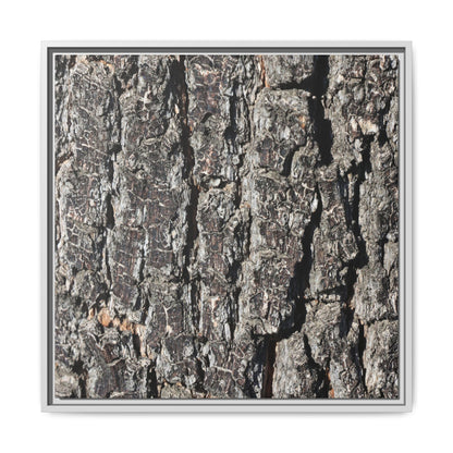Bark Study in Gray - Unique Stretched Canvas Wall Art - Art By Earth