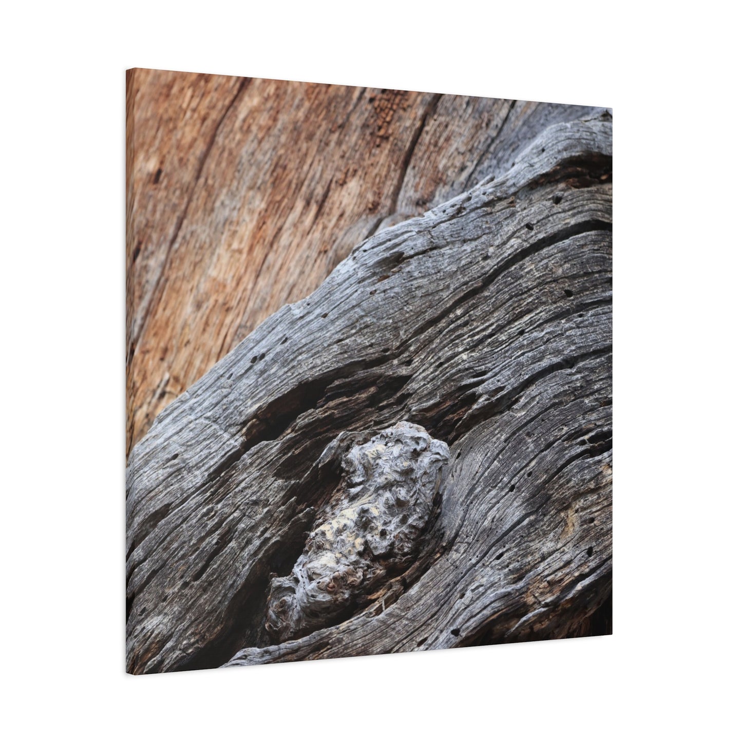 Tree Bark Texture - Unique Frameless Canvas Wall Art - Art By Earth