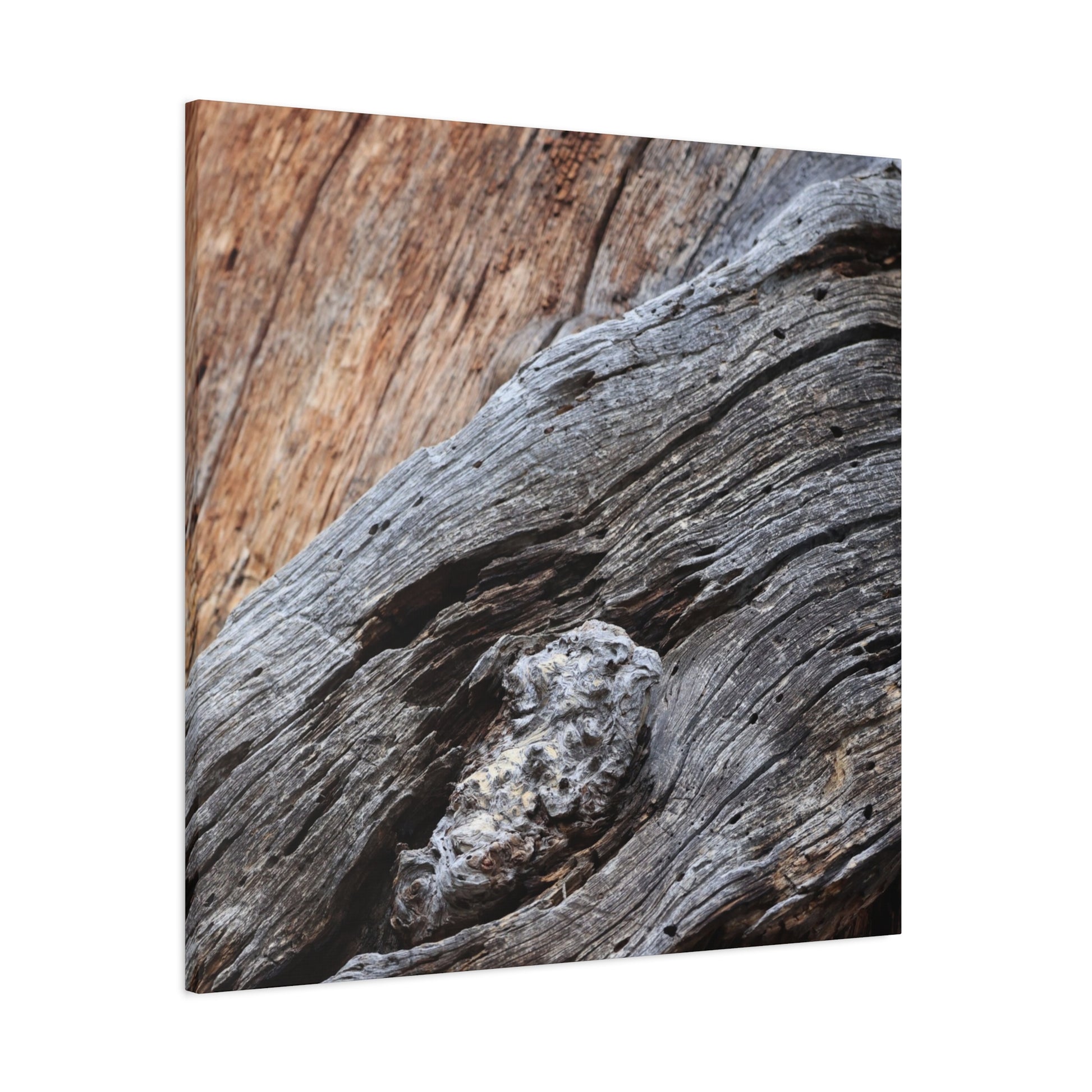 Tree Bark Texture - Unique Frameless Canvas Wall Art - Art By Earth