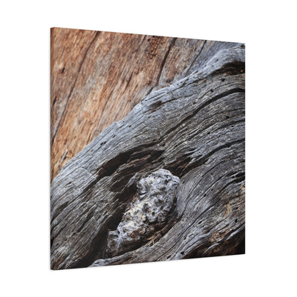 Tree Bark Texture - Unique Frameless Canvas Wall Art - Art By Earth