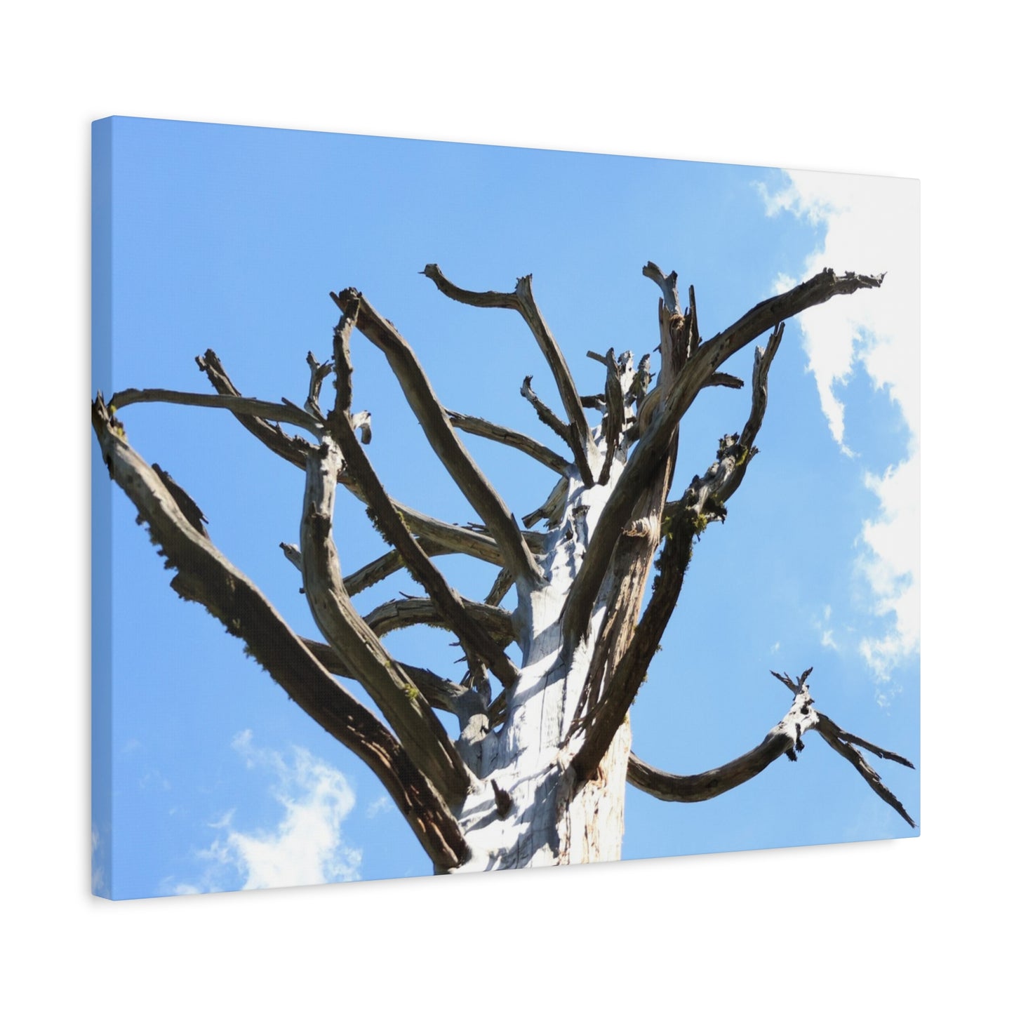 Skeletal Branches Reaching - Unique Frameless Canvas Wall Art - Art By Earth