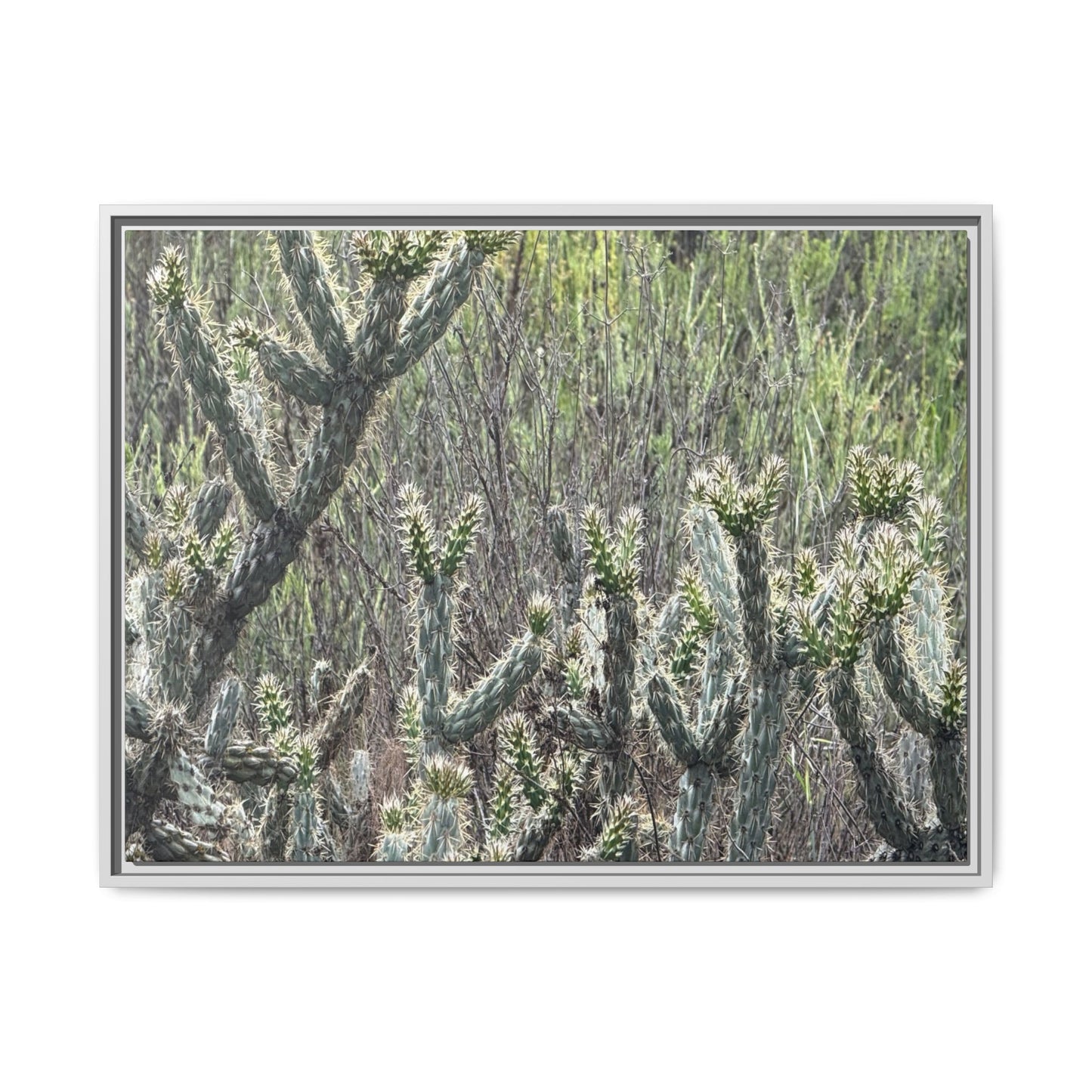Prickly Paradise - Unique Stretched Canvas Wall Art - Art By Earth
