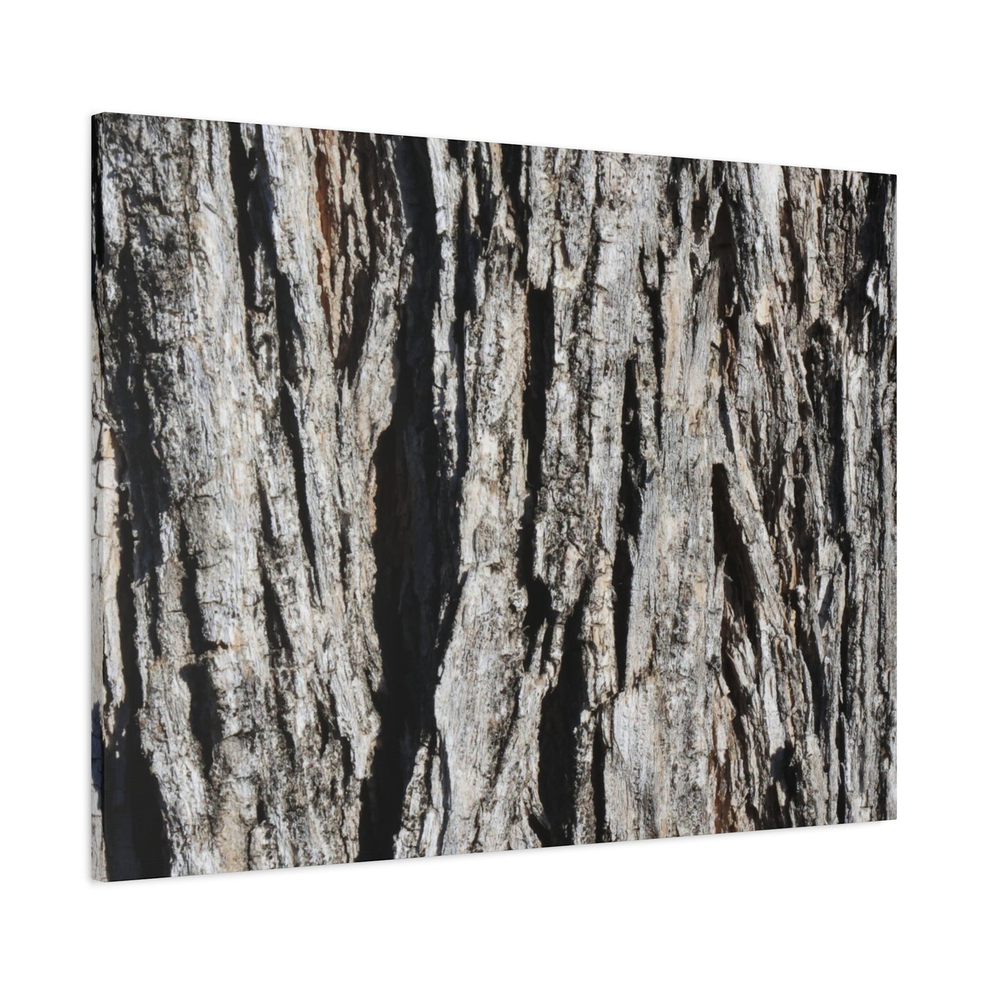 Bark Textures in Monochrome - Unique Frameless Canvas Wall Art - Art By Earth