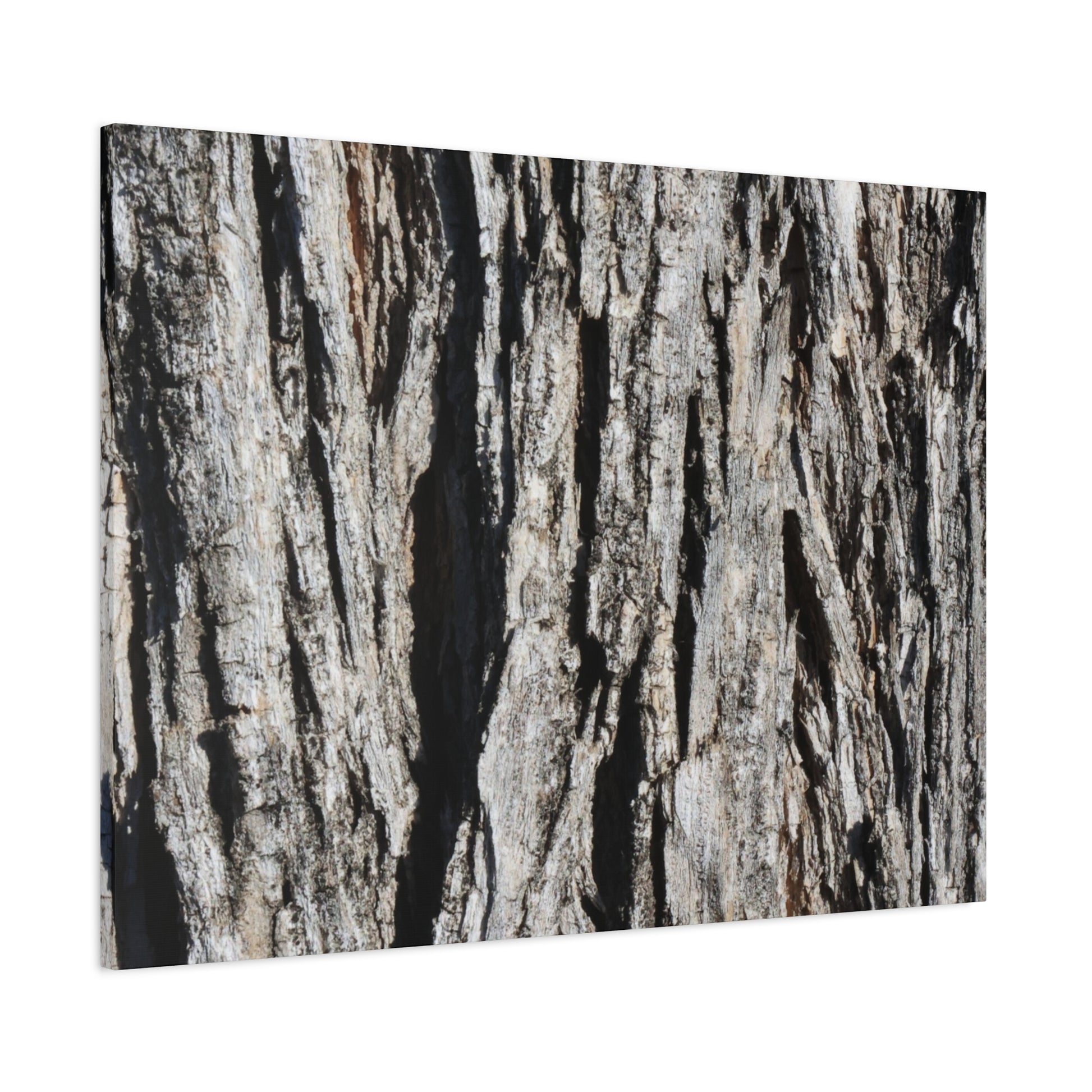 Bark Textures in Monochrome - Unique Frameless Canvas Wall Art - Art By Earth