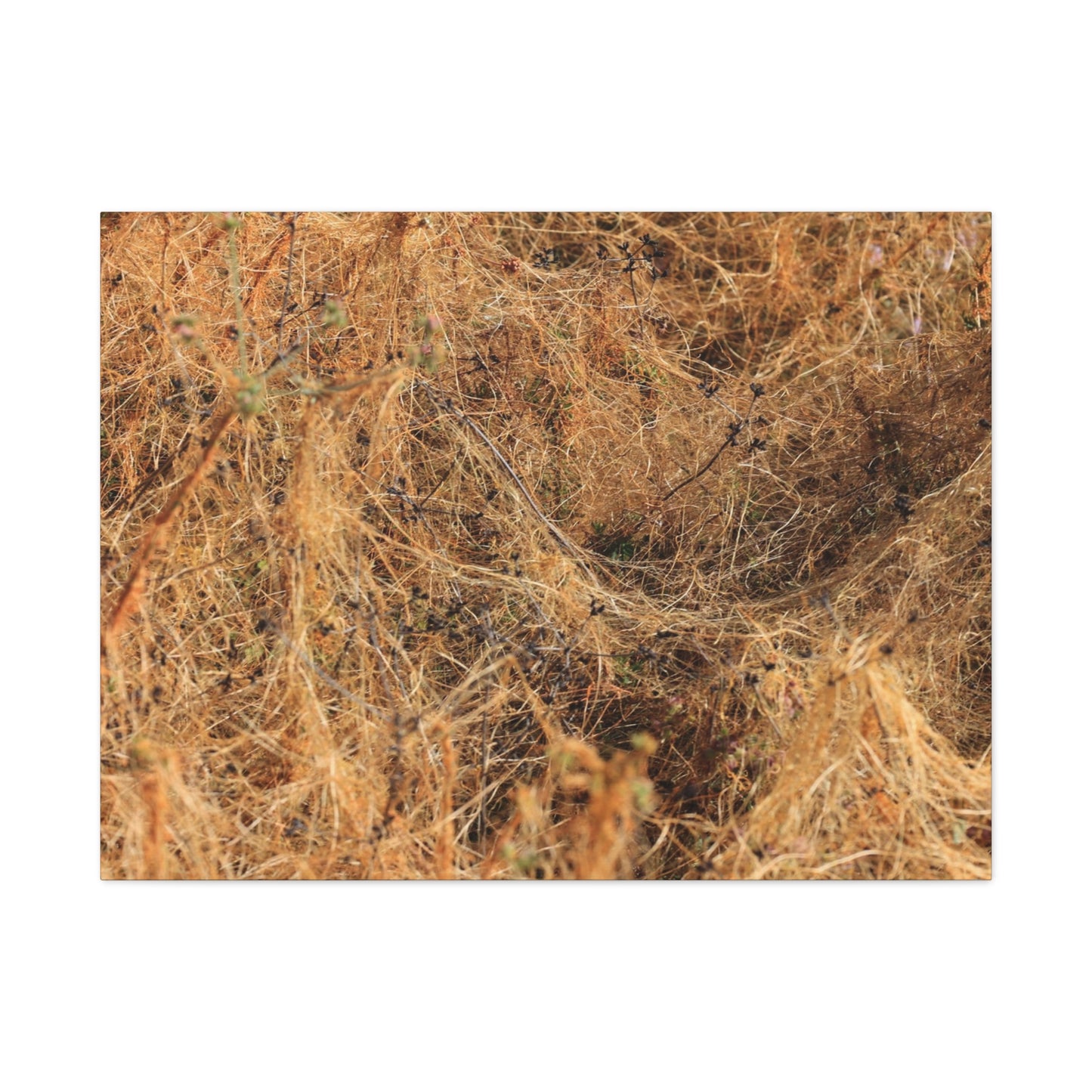 Dried Grasses - Unique Frameless Canvas Wall Art - Art By Earth