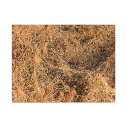 Dried Grasses - Unique Frameless Canvas Wall Art - Art By Earth