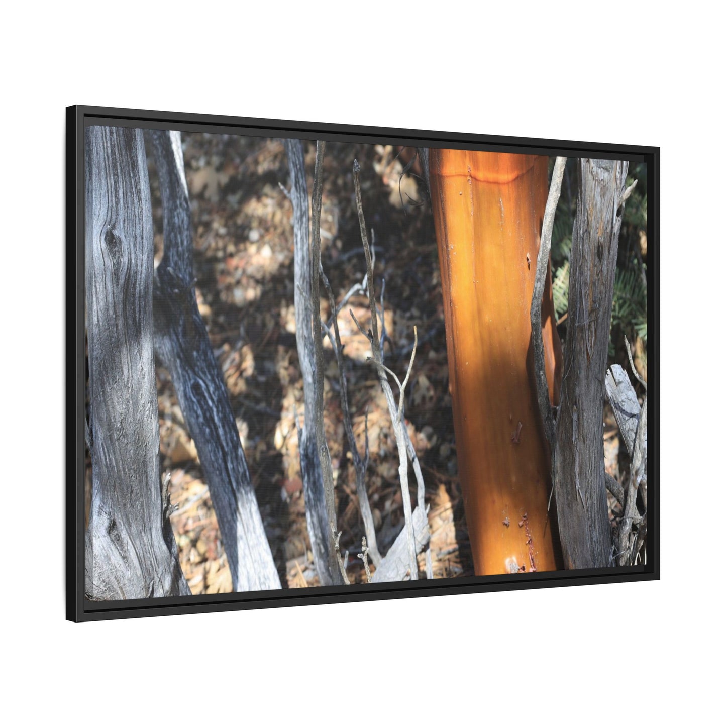 Burnt Trees and Golden Trunk - Unique Stretched Canvas Wall Art
