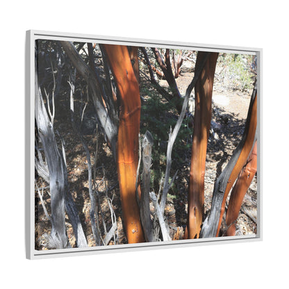 Eucalyptus Grove - Unique Stretched Canvas Wall Art