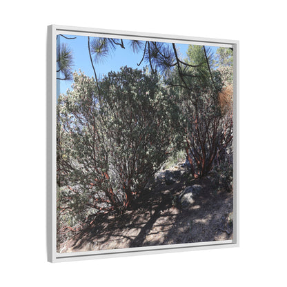 Desert Trail Through Blooming Manzanita - Unique Stretched Canvas Wall Art