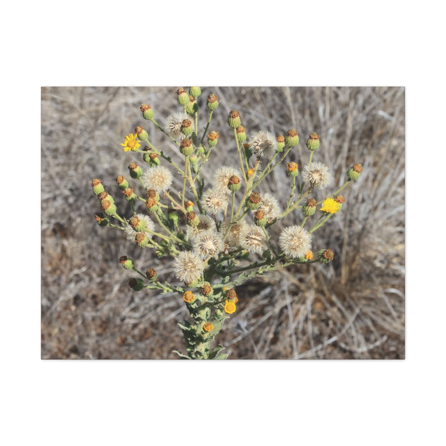 Whispers of the Dry Meadow - Unique Stretched Canvas Wall Art - Art By Earth