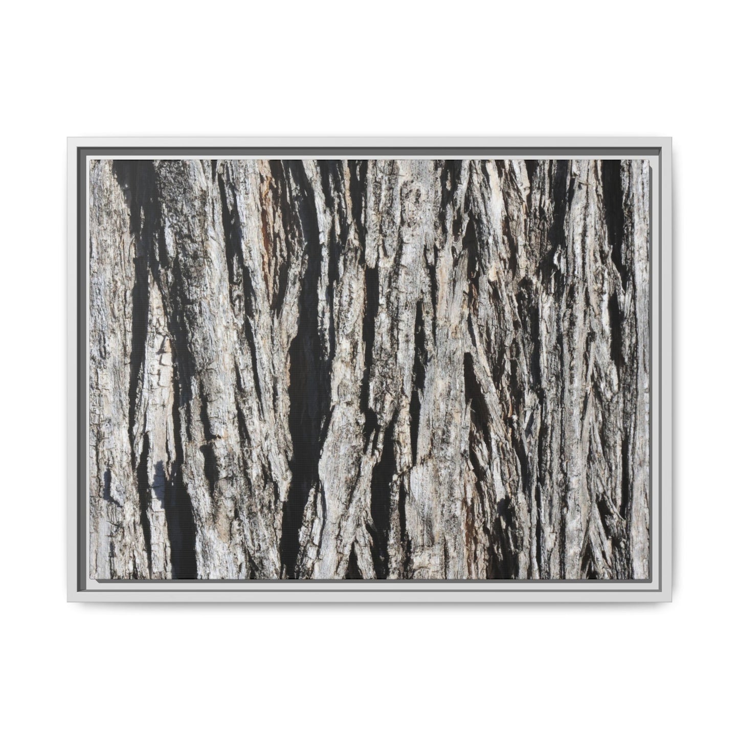 Bark Lines - Unique Stretched Canvas Wall Art - Art By Earth
