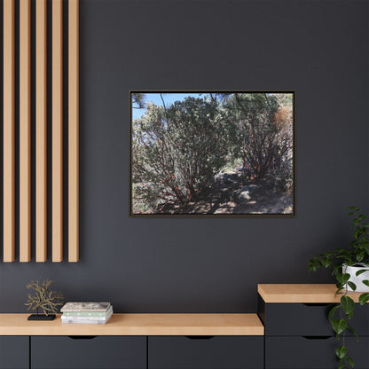 Desert Trail Through Blooming Manzanita - Unique Stretched Canvas Wall Art