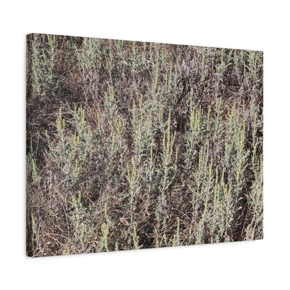 Whispers in the Sage - Unique Stretched Canvas Wall Art - Art By Earth