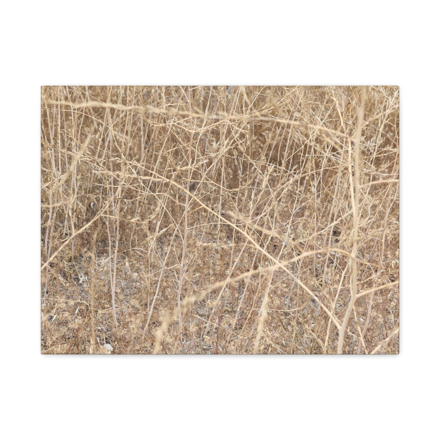 Dry Echoes - Unique Frameless Canvas Wall Art - Art By Earth