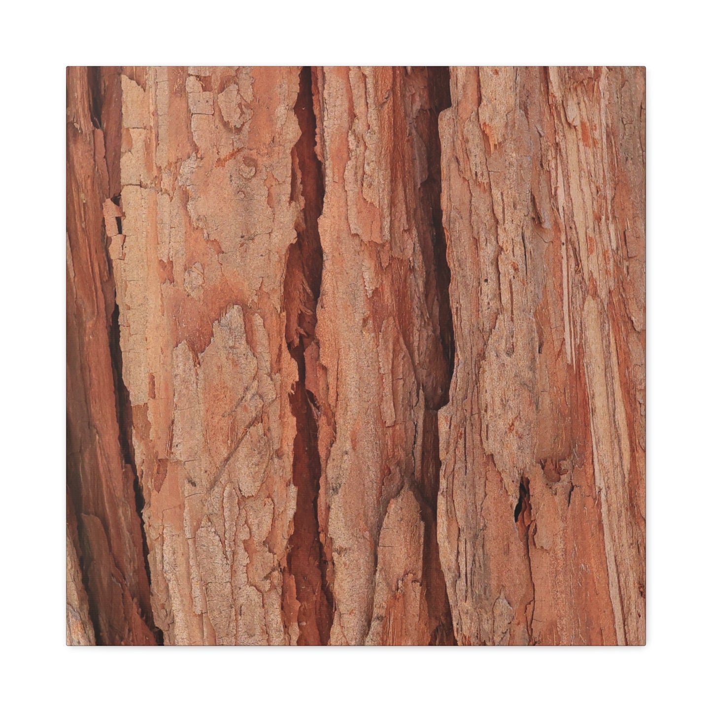 Bark Layers of Time - Unique Frameless Canvas Wall Art - Art By Earth