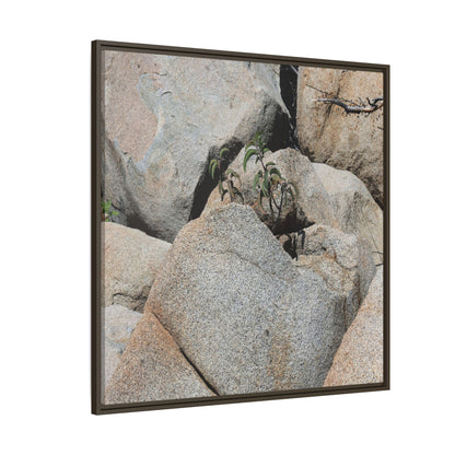Desert Plant Thriving Among Rocks - Unique Stretched Canvas Wall Art