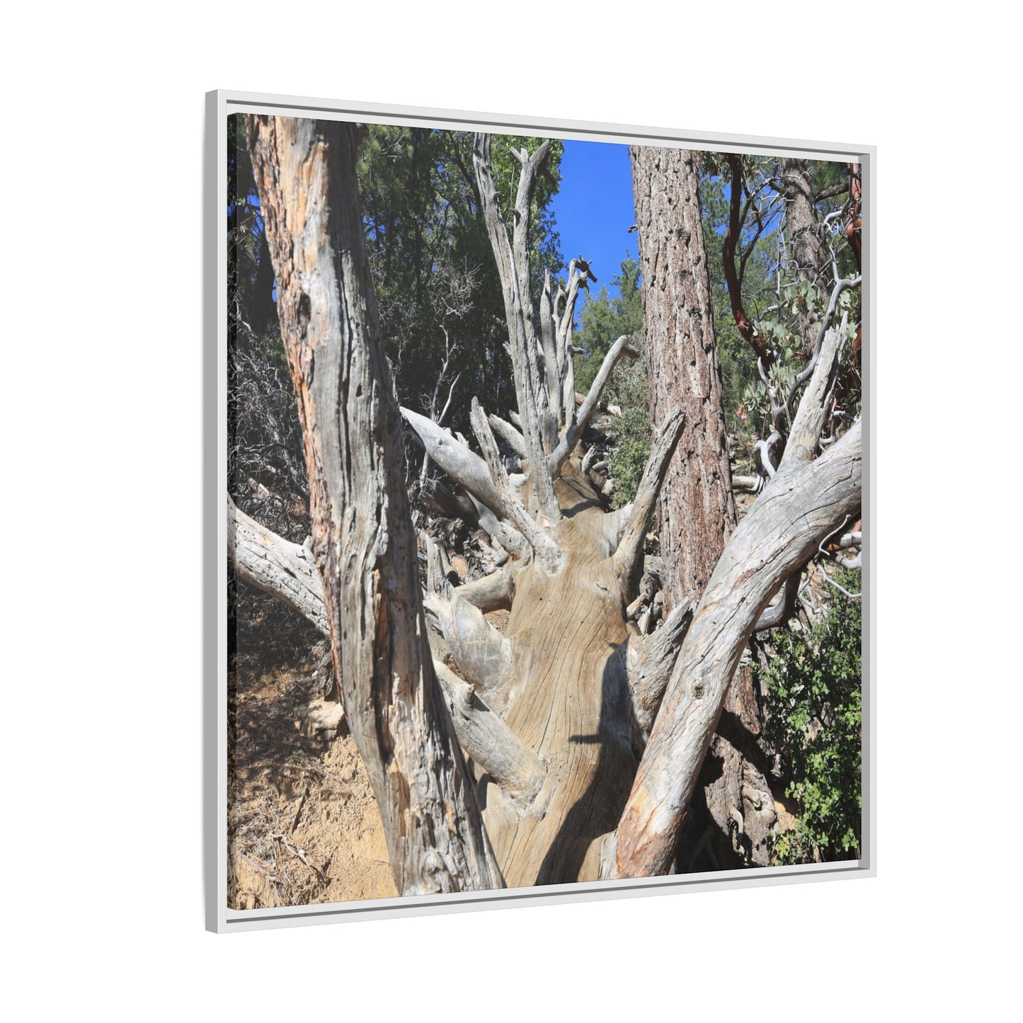 Forest Sentinels - Unique Stretched Canvas Wall Art