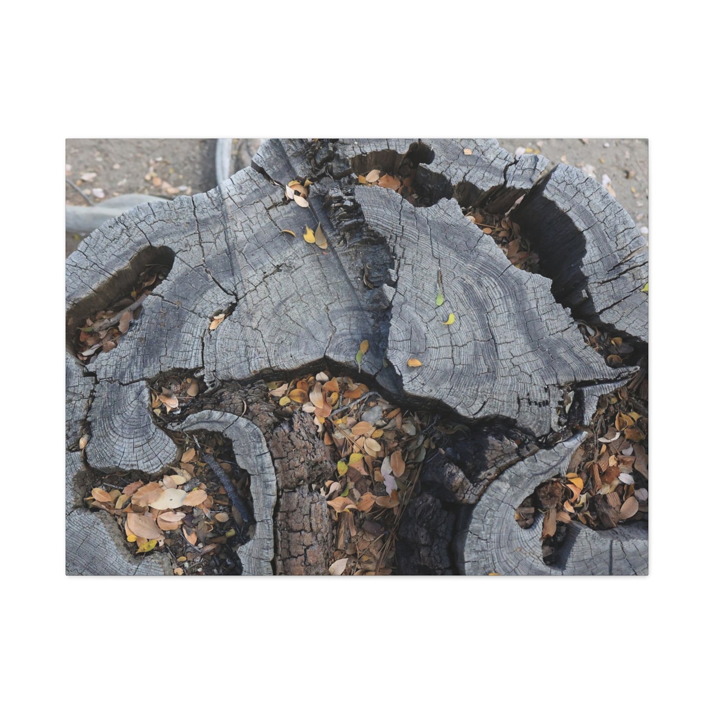 Weathered Woodland Whispers - Unique Frameless Canvas Wall Art - Art By Earth