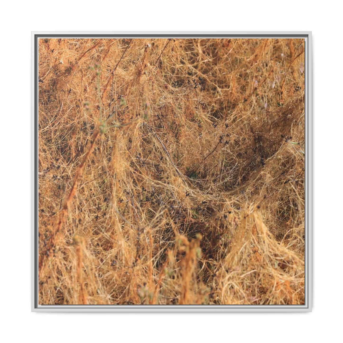 Dried Vegetation Study - Unique Stretched Canvas Wall Art - Art By Earth