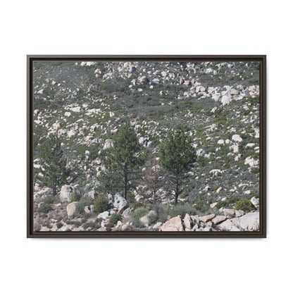 Rocky Hillside with Pine Trees - Unique Stretched Canvas Wall Art - Art By Earth