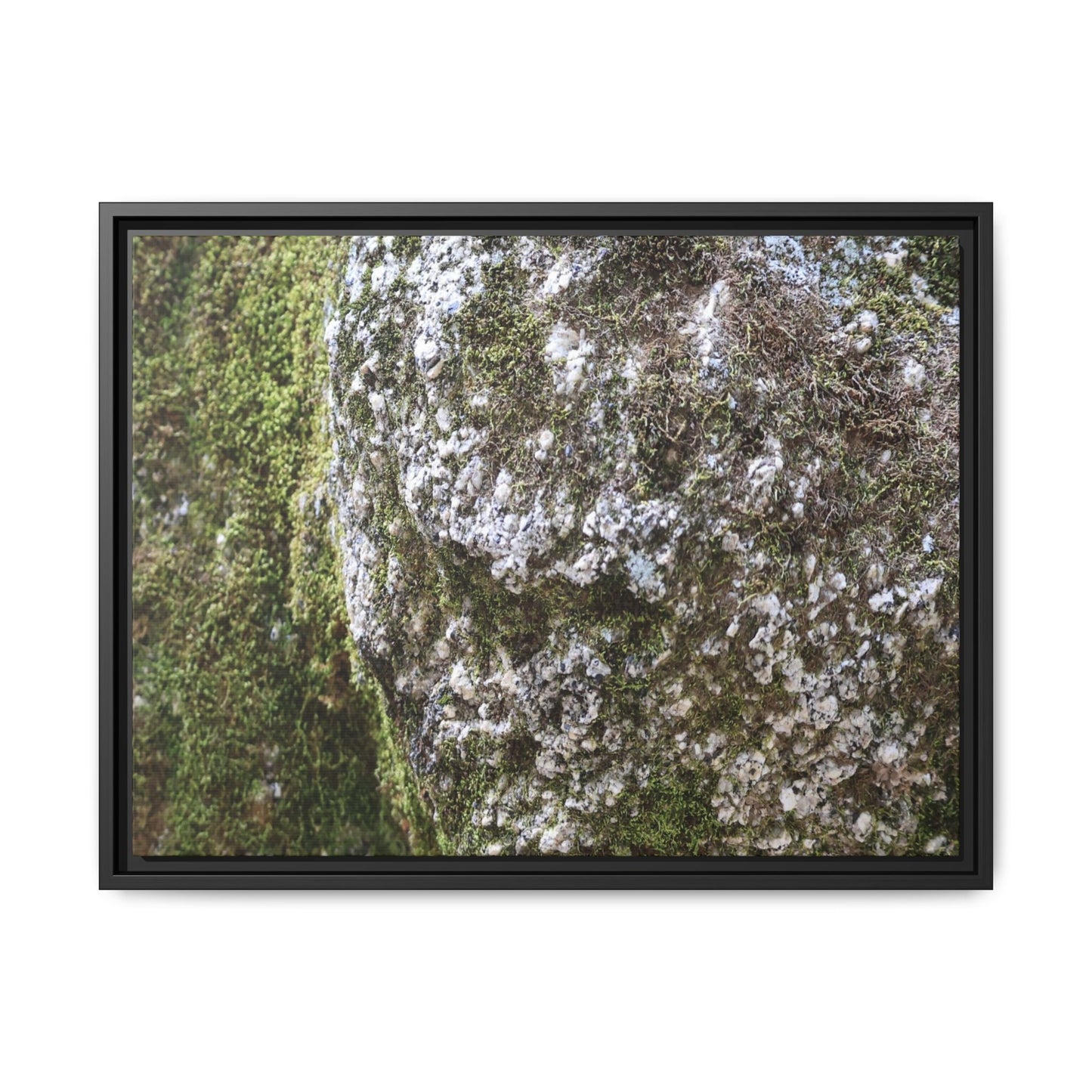 Lichen Landscape - Unique Stretched Canvas Wall Art - Art By Earth