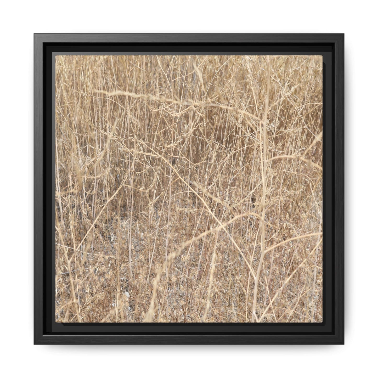 Golden Stalks - Unique Stretched Canvas Wall Art - Art By Earth