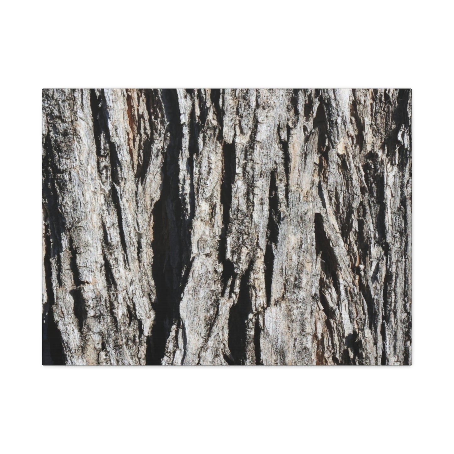 Bark Textures in Monochrome - Unique Frameless Canvas Wall Art - Art By Earth