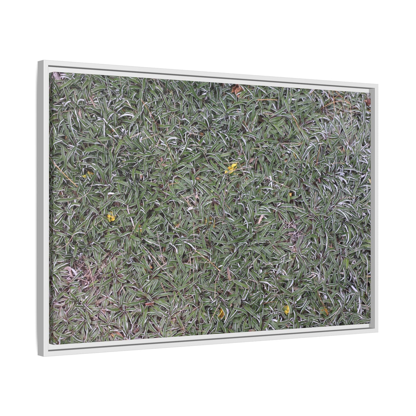 Grassy Texture - Unique Stretched Canvas Wall Art - Art By Earth